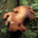 paddenstoelen77 (31)