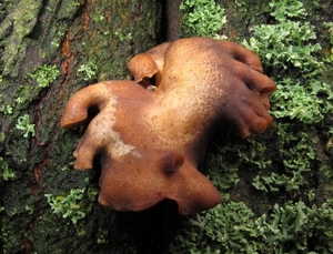 paddenstoelen77 (31)