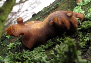 paddenstoelen77 (35)
