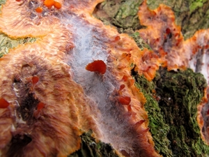paddenstoelen77 (86)