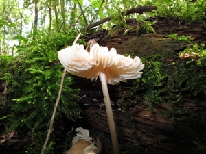 foto,s4 (1515)