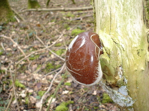 paddenstoelen1 (102)