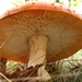 paddenstoelen1 (117)