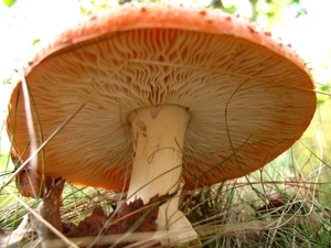 paddenstoelen1 (117)