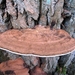 paddenstoelen1 (121)