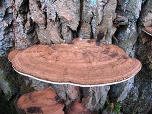 paddenstoelen1 (121)