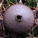 paddenstoelen1 (136)