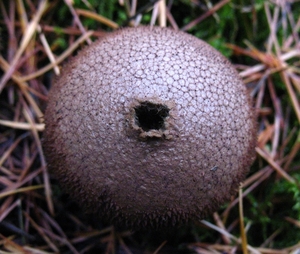paddenstoelen1 (136)