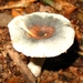 paddenstoelen1 (155)