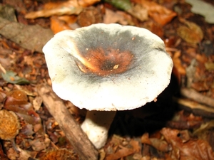 paddenstoelen1 (155)