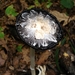 paddenstoelen1 (158)