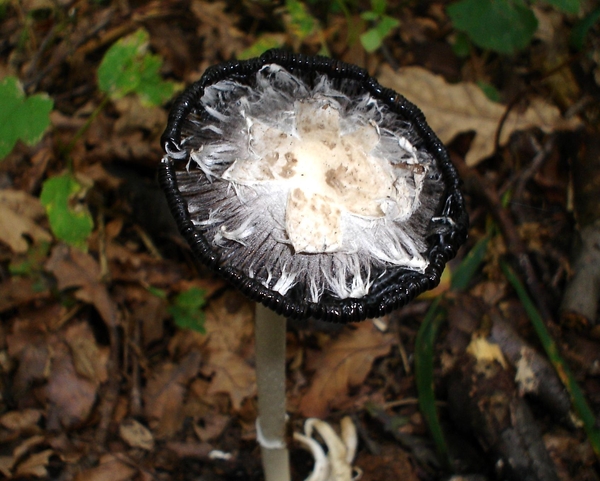 paddenstoelen1 (158)