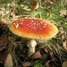 paddenstoelen1 (169)