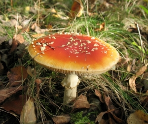 paddenstoelen1 (169)