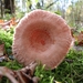 paddenstoelen1 (171)