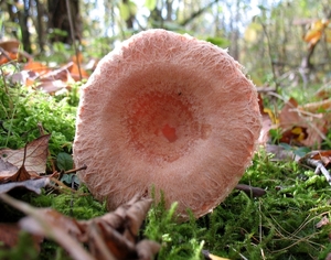 paddenstoelen1 (171)