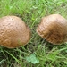 paddenstoelen1 (200)