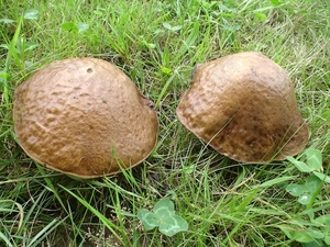 paddenstoelen1 (200)