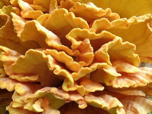 paddenstoelen1 (205)