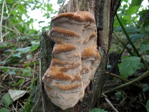 paddenstoelen1 (207)