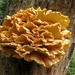 paddenstoelen1 (227)