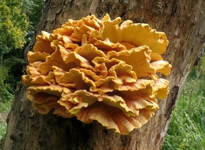 paddenstoelen1 (227)