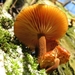 paddenstoelen1 (249)