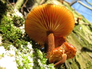 paddenstoelen1 (249)