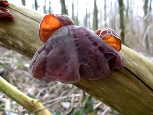 paddenstoelen1 (255)