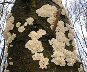 paddenstoelen1 (294)