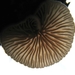 paddenstoelen1 (329)