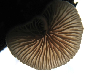 paddenstoelen1 (329)