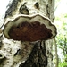 paddenstoelen1 (416)