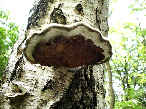 paddenstoelen1 (416)