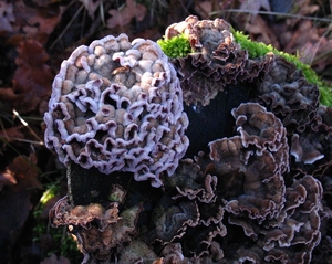 paddenstoelen1 (418)