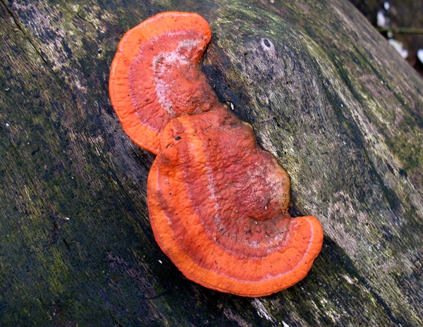 paddenstoelen1 (419)