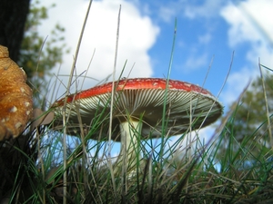 2008-10-14 Herfst