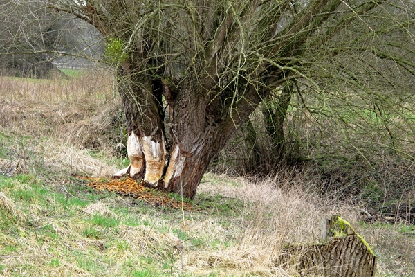 knaagsporen van de bevers uit Eys (15)