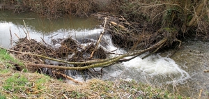 bevers van Eys bouwen een dam