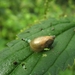 De barnsteenslak (Succinea putris) (4)