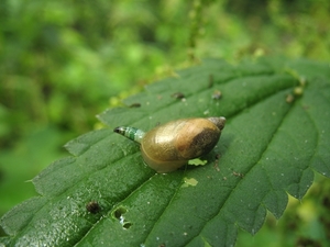 De barnsteenslak (Succinea putris) (4)