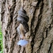 De grote aardslak (Limax maximus