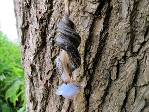 De grote aardslak (Limax maximus