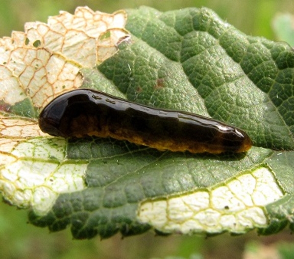 kersenslak,larve,bladwesp, Caliroa cerasi (3)