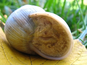 paddenstoelen77 (160)