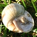 paddenstoelen77 (158)