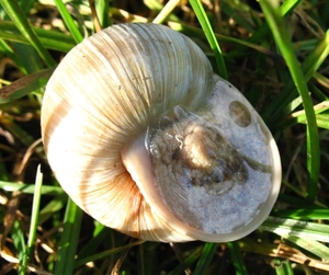 paddenstoelen77 (158)