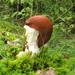 paddenstoelen77 (209)