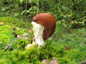 paddenstoelen77 (209)
