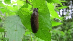 paddenstoelen77 (201)